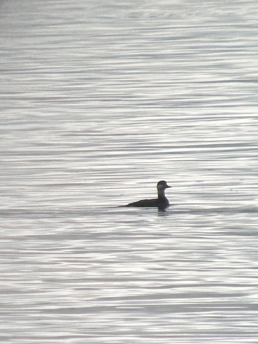 Black Scoter - ML625792488