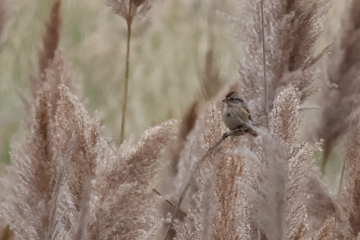 American Tree Sparrow - ML625792604