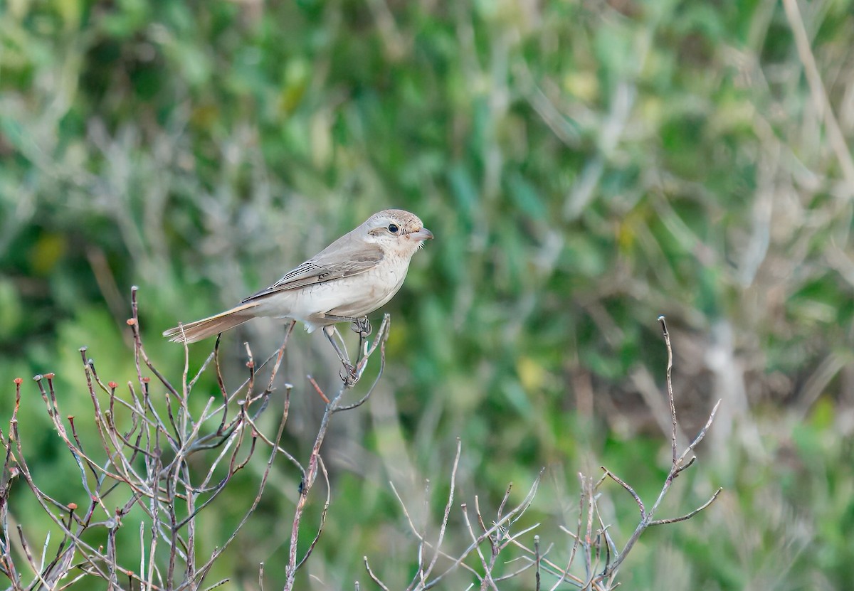 Isabelline Shrike - ML625792856