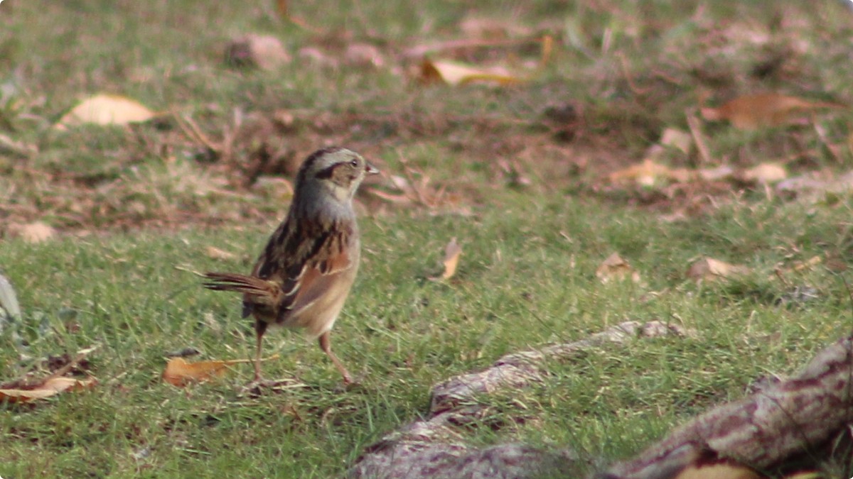 Swamp Sparrow - ML625793218