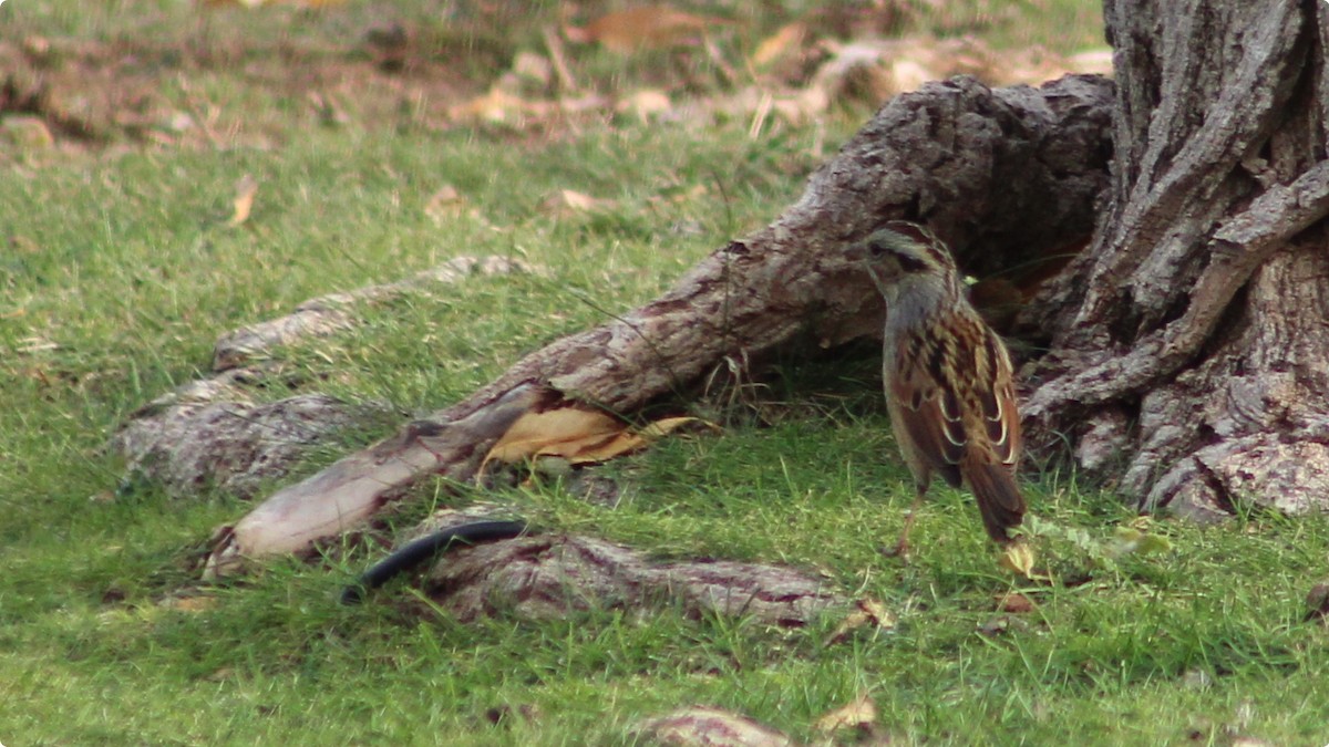 Swamp Sparrow - ML625793219