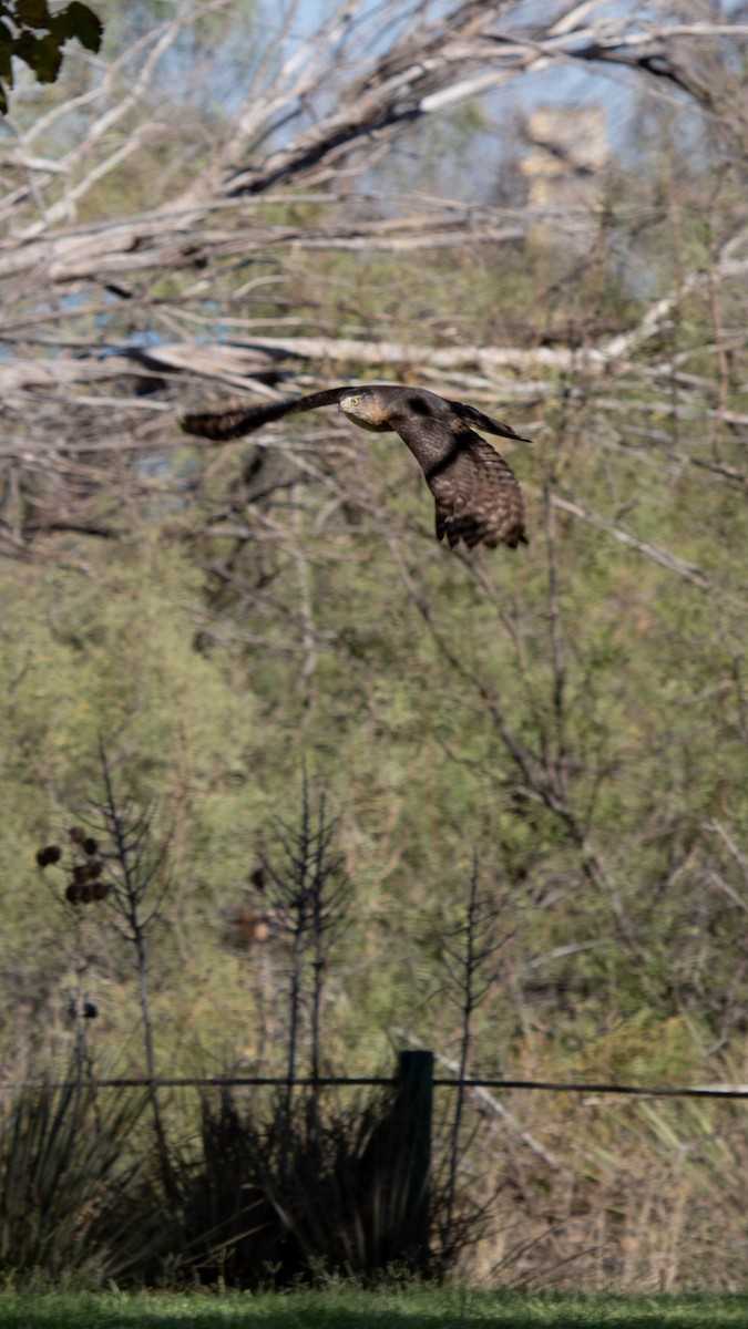 Cooper's Hawk - ML625793374