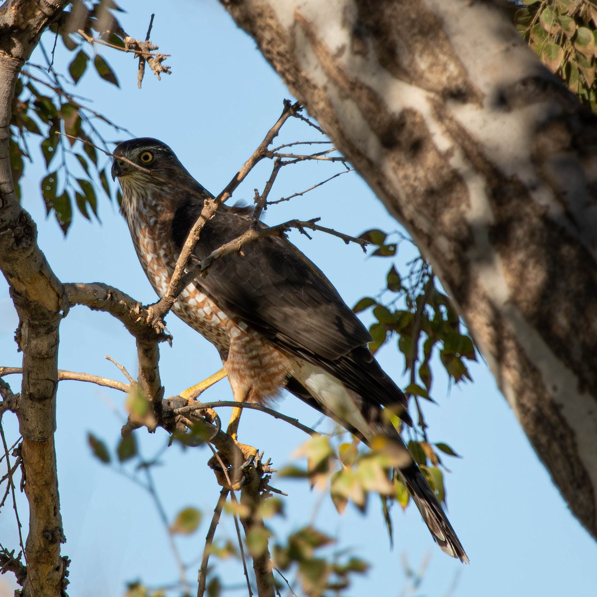 Cooper's Hawk - ML625793375