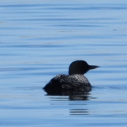 Common Loon - ML625793397