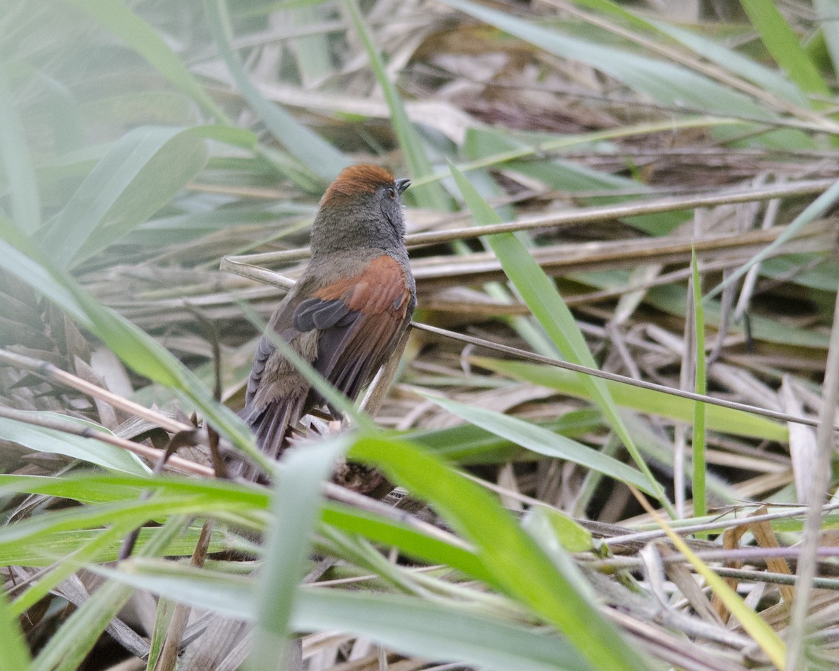 Spix's Spinetail - ML625793403