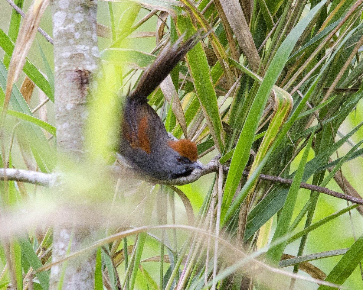 Spix's Spinetail - ML625793404