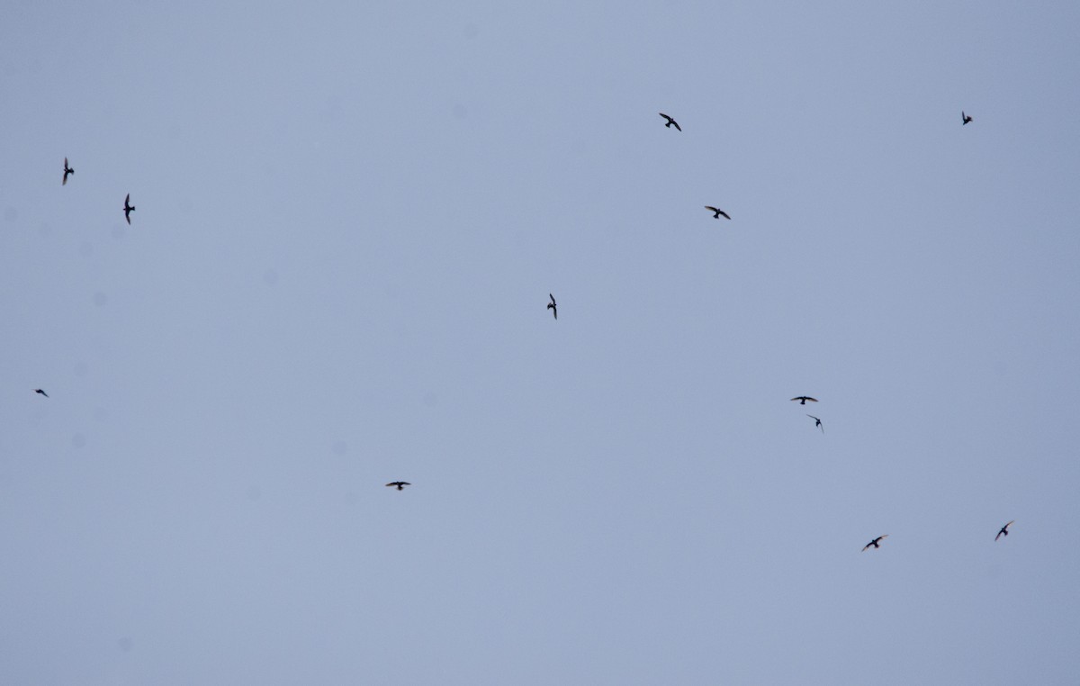 White-collared Swift - ML625793427