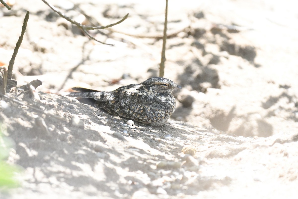 Savanna Nightjar (Sunda) - ML625793437