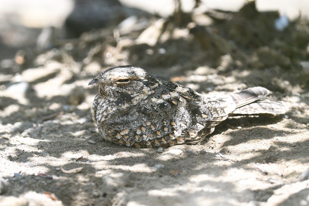 Savanna Nightjar (Sunda) - ML625793439