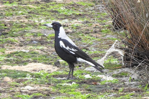 Australian Magpie - ML625793474