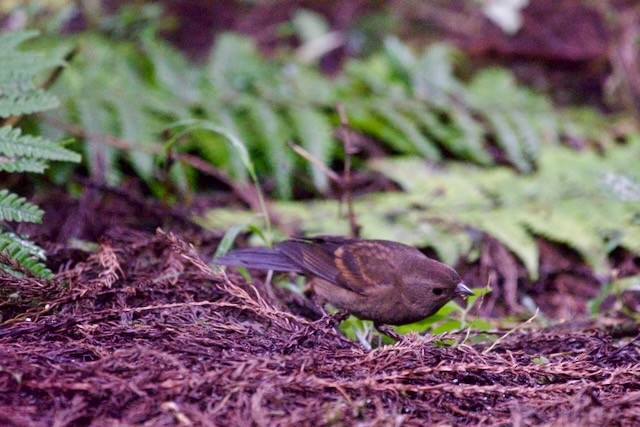 Dark-breasted Rosefinch - ML625793502