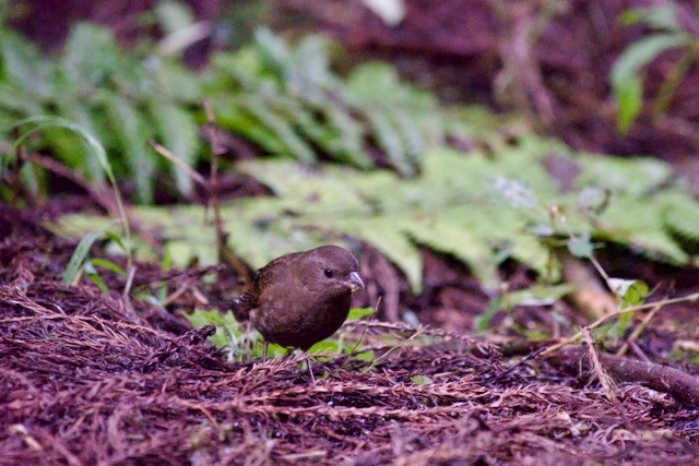Dark-breasted Rosefinch - ML625793503