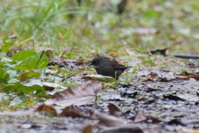 Maroon-backed Accentor - ML625793506