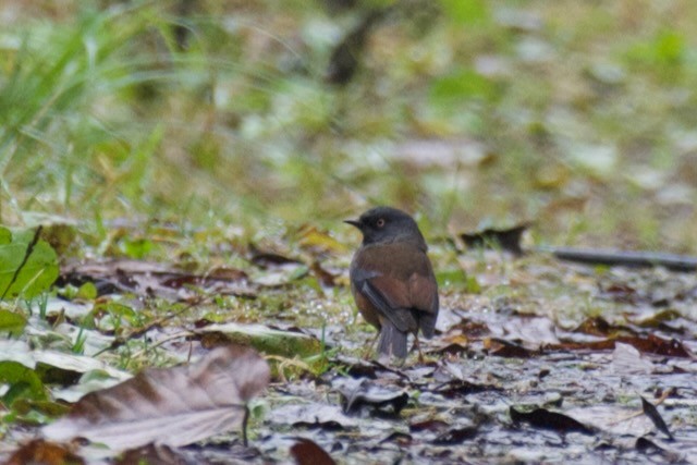 Maroon-backed Accentor - ML625793507