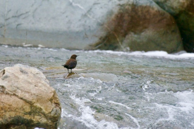 Brown Dipper - ML625793529