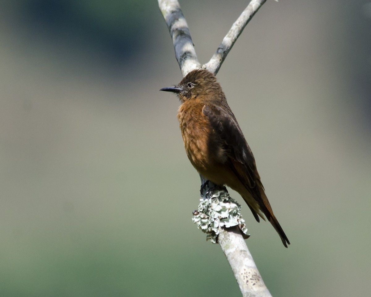 Cliff Flycatcher - ML625793558