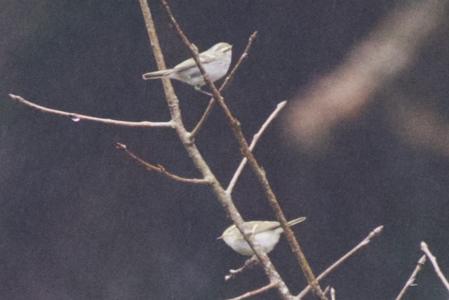 Жирхэн дууч шувуу - ML625793586