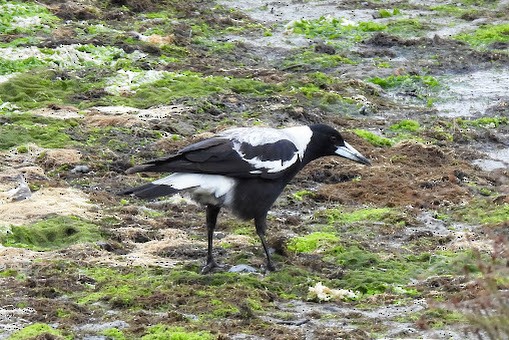 Australian Magpie - ML625793646