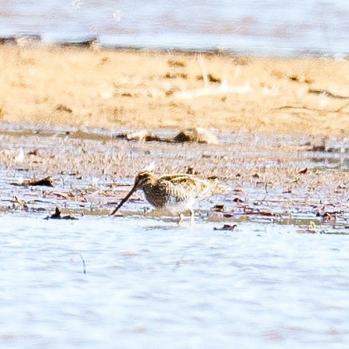 Wilson's Snipe - ML625793649