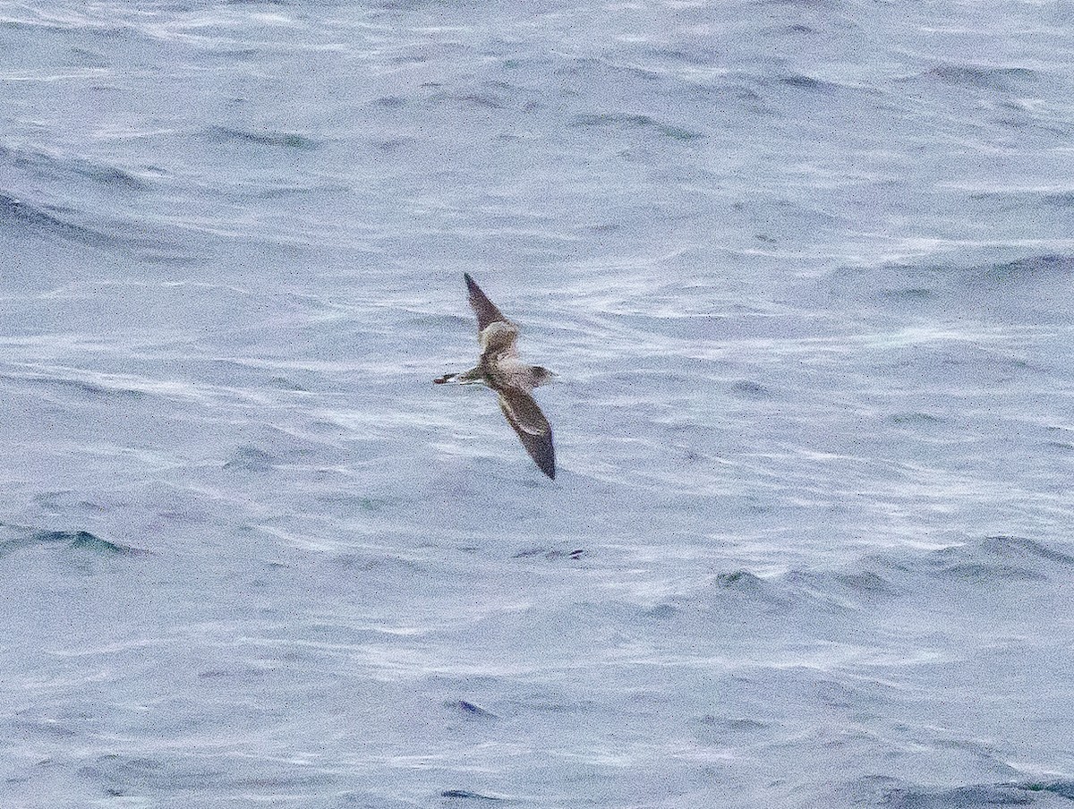 Streaked Shearwater - ML625793823