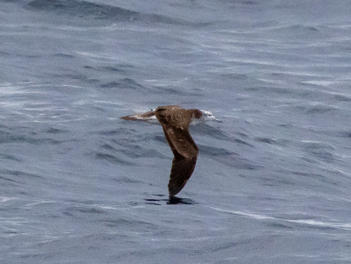 Streaked Shearwater - ML625793824