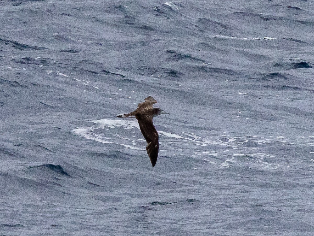 Streaked Shearwater - ML625793825