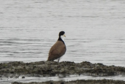 Masked Lapwing - ML625793834