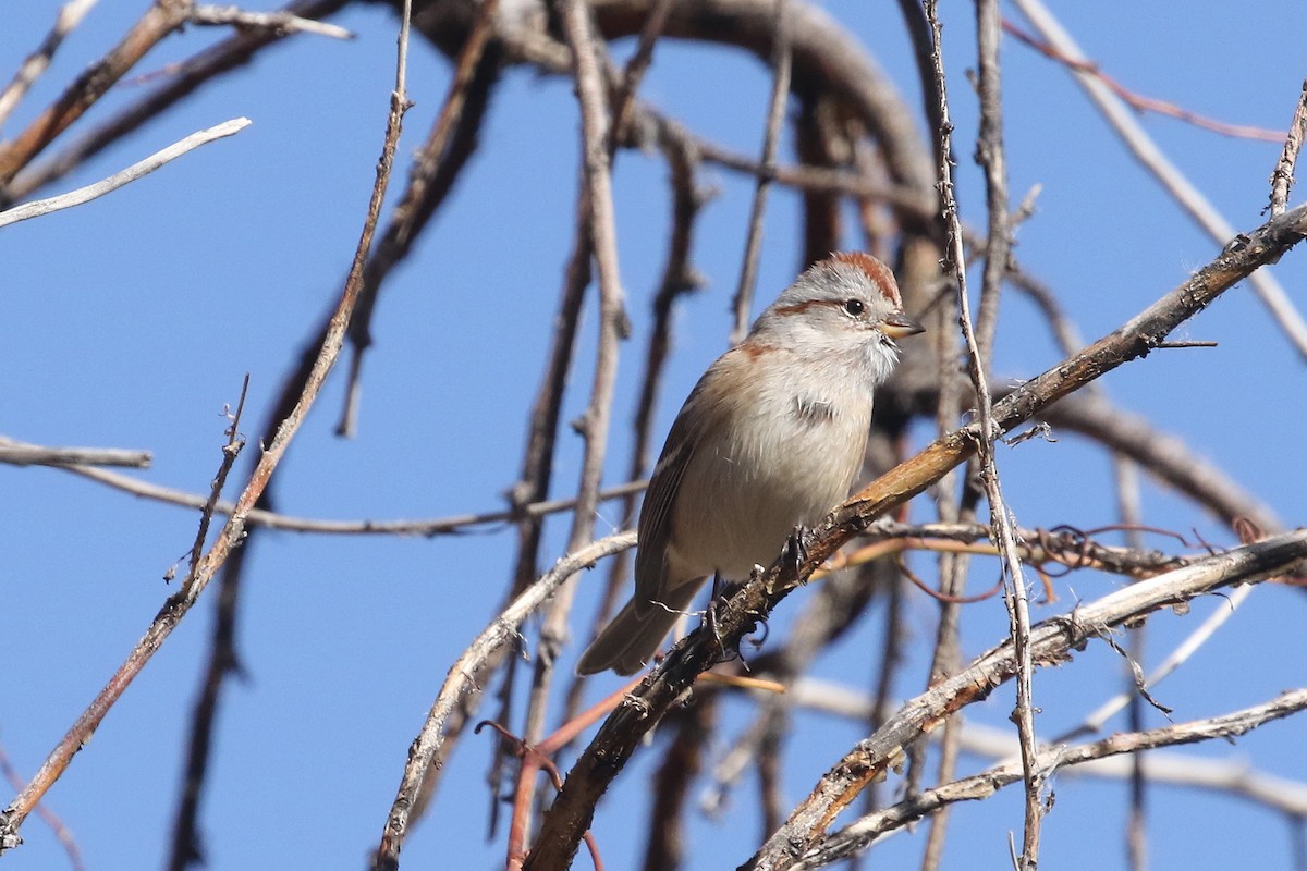 American Tree Sparrow - ML625793883