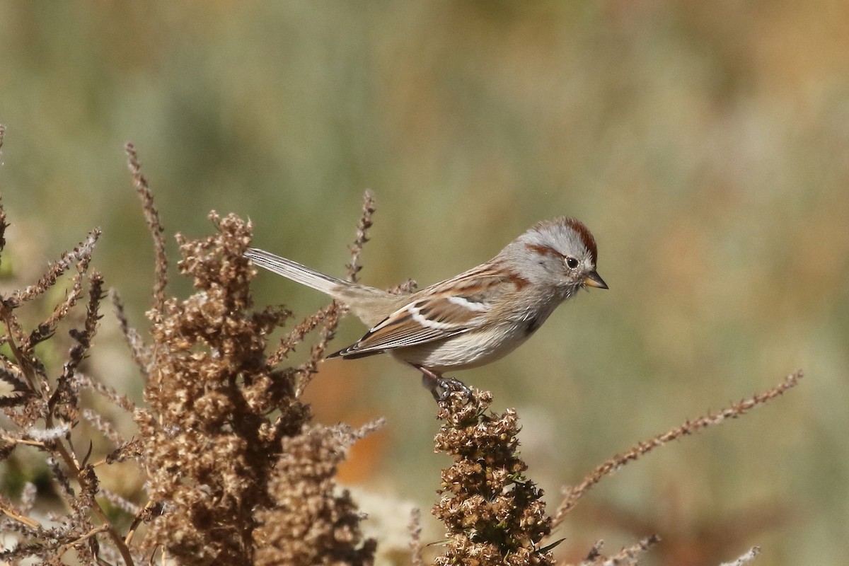 American Tree Sparrow - ML625793889