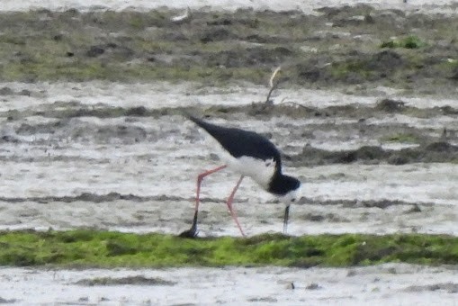 Pied Stilt - ML625794022