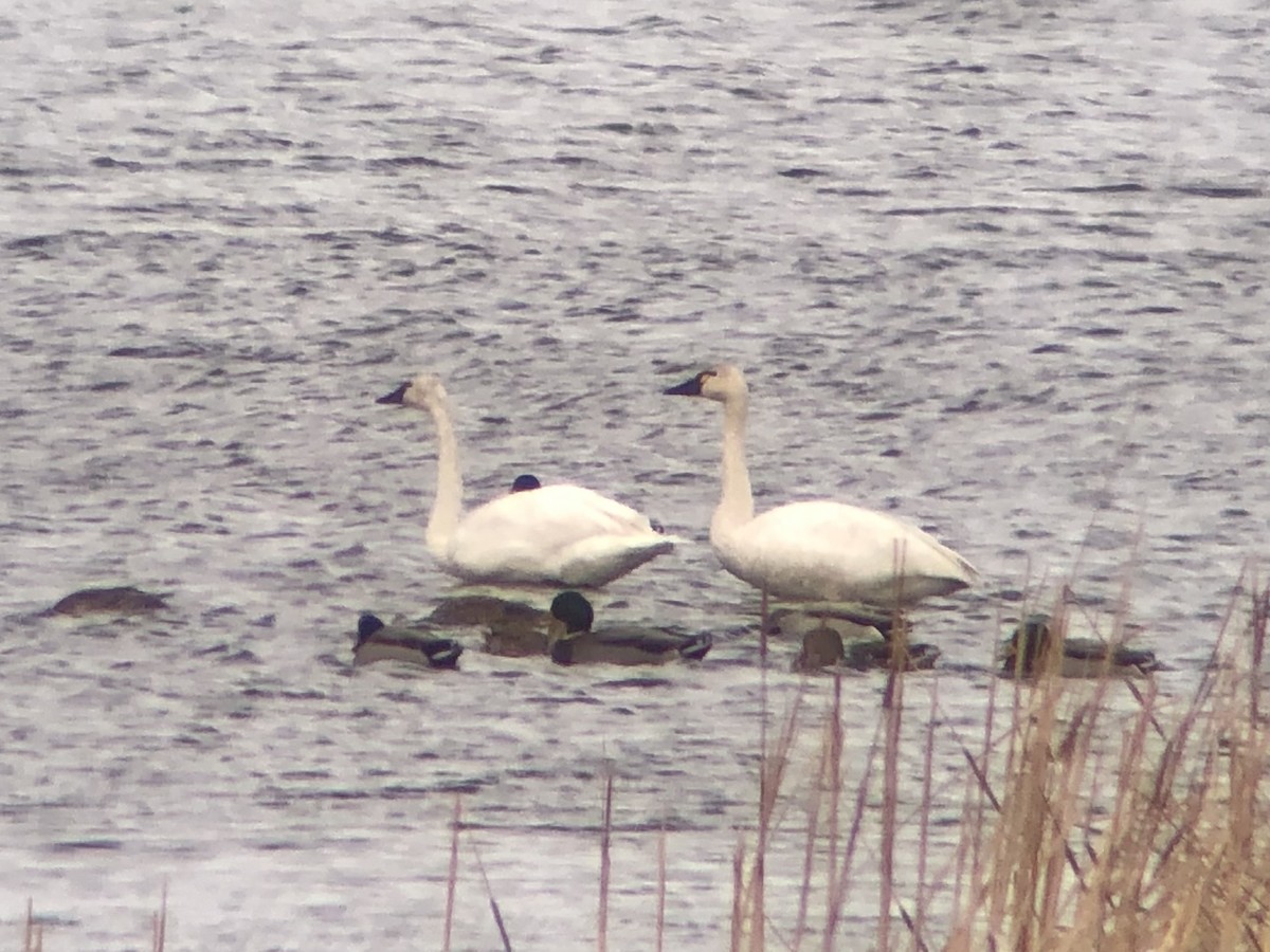 Tundra Swan - ML625794094