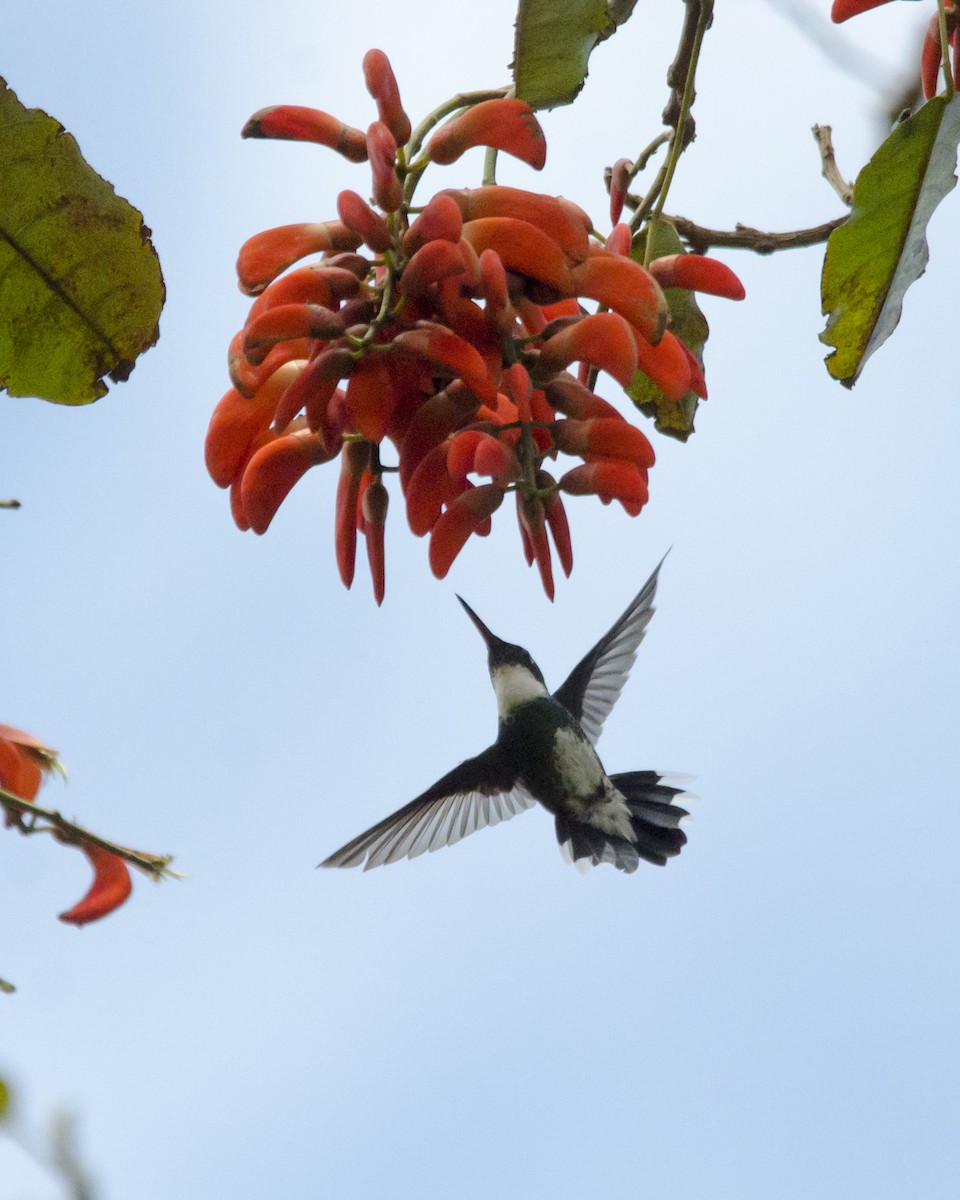 White-throated Hummingbird - ML625794224