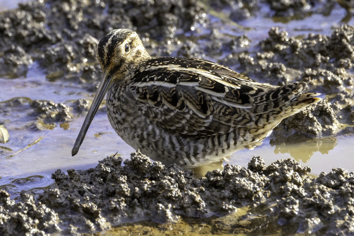 Wilson's Snipe - ML625794226