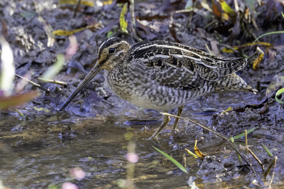 Wilson's Snipe - ML625794236