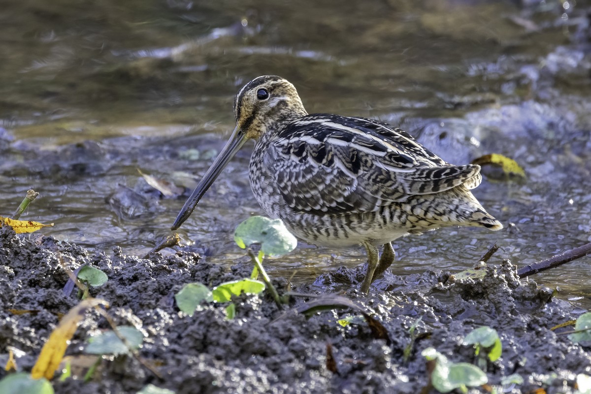 Wilson's Snipe - ML625794238