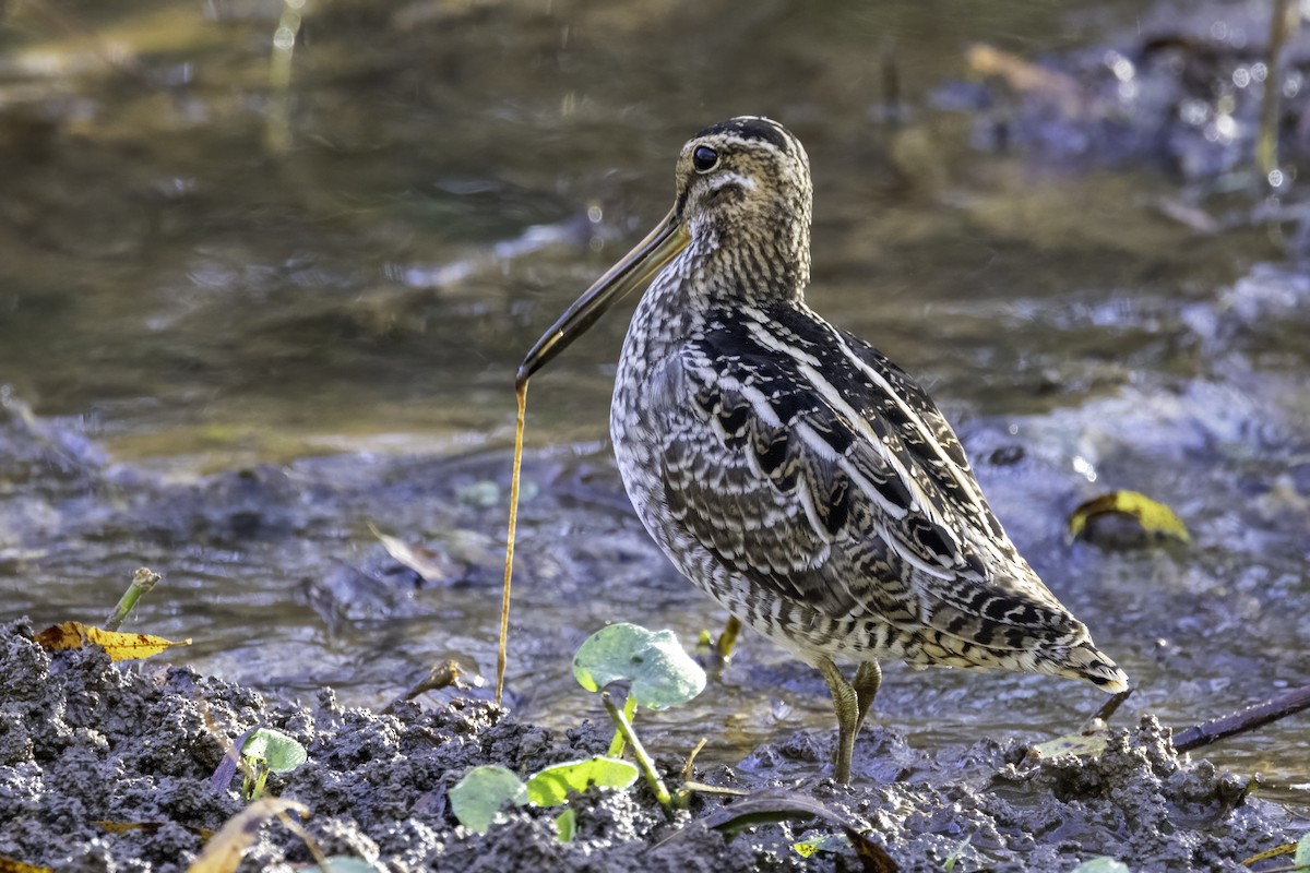Wilson's Snipe - ML625794239