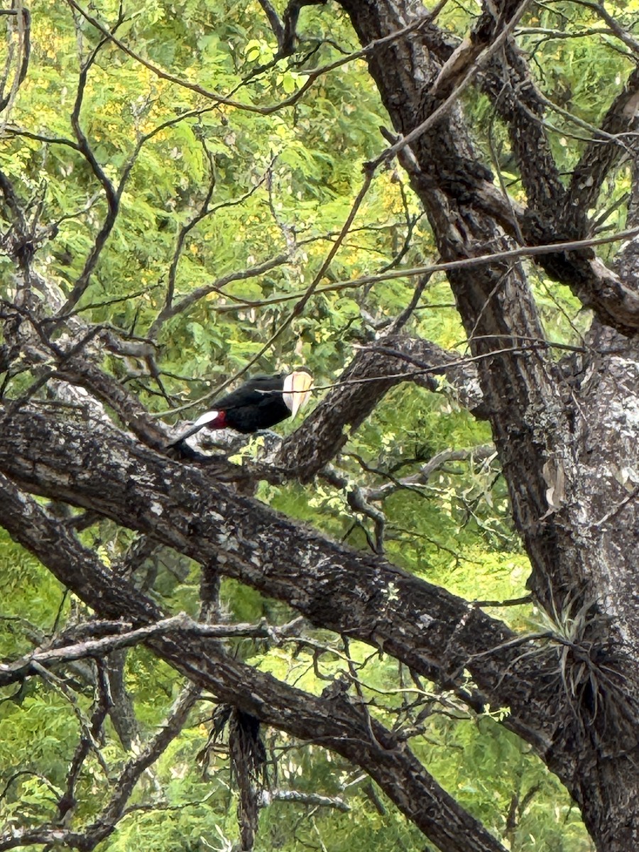 Toco Toucan - ML625794242