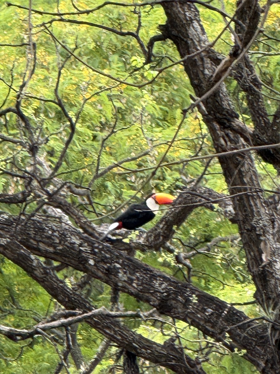 Toco Toucan - ML625794243