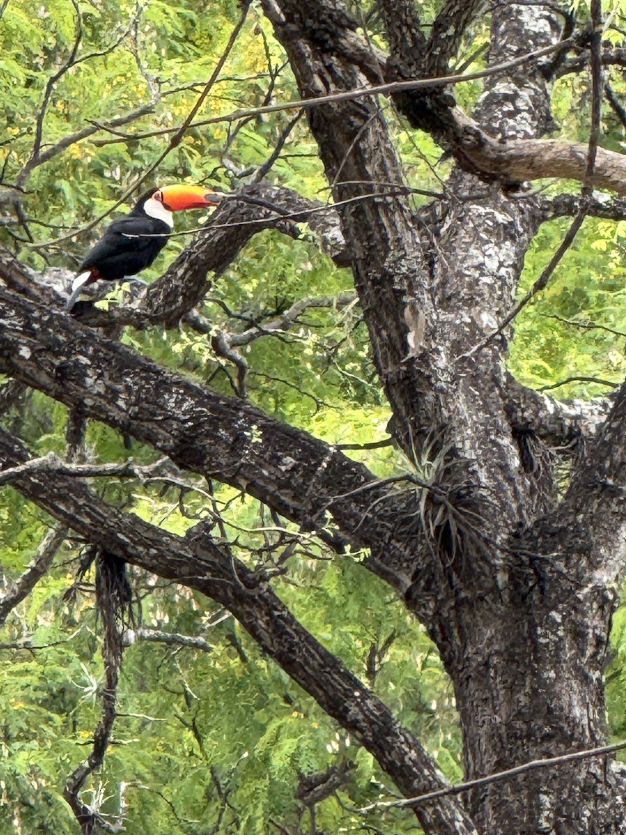 Toco Toucan - ML625794244