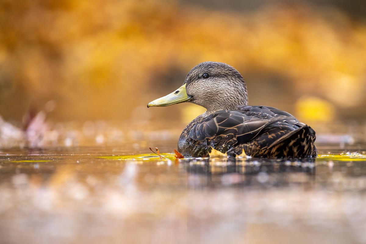 American Black Duck - ML625794247