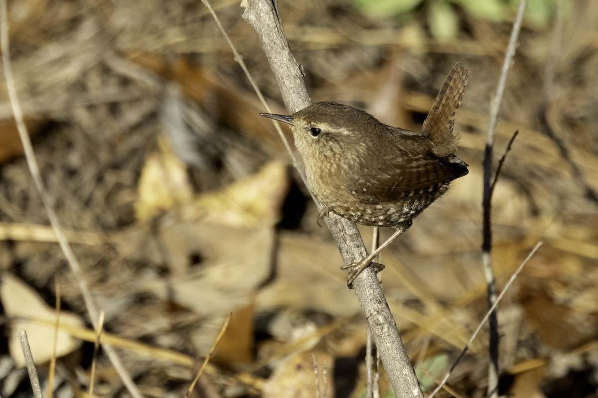 Winter Wren - ML625794253