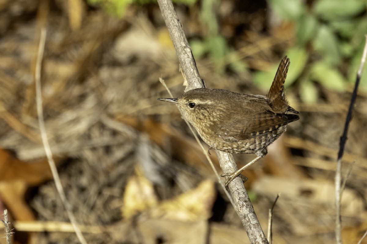 Winter Wren - ML625794254