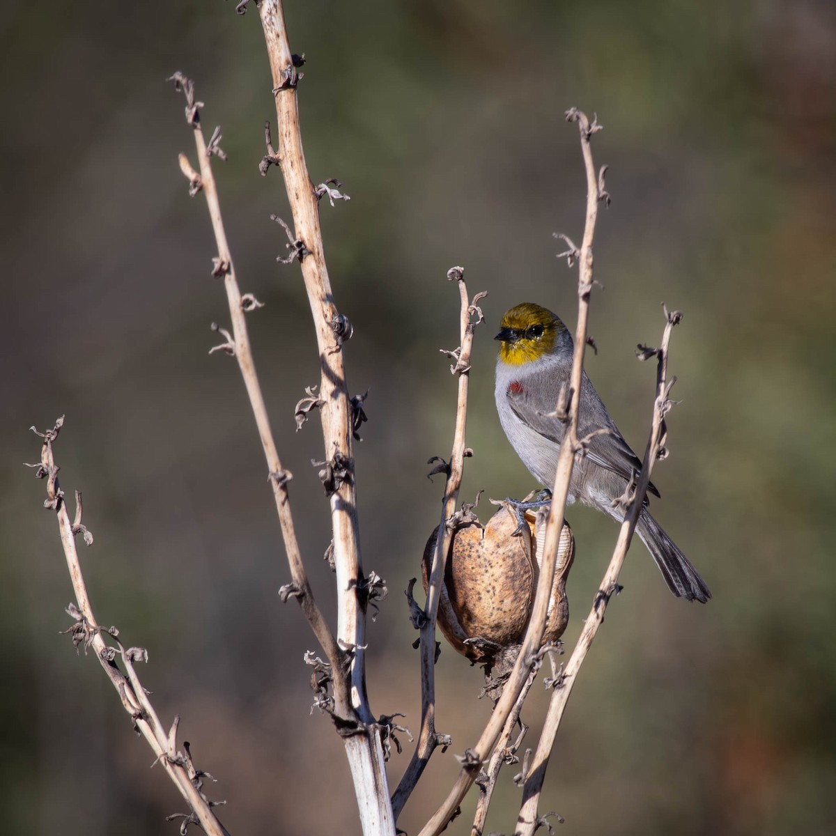 Verdin - ML625794293