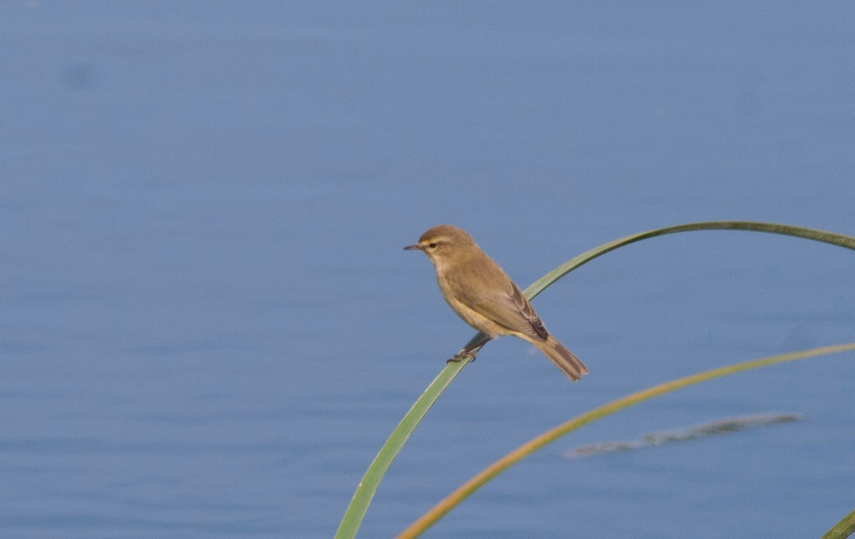 Common Chiffchaff - ML62579431