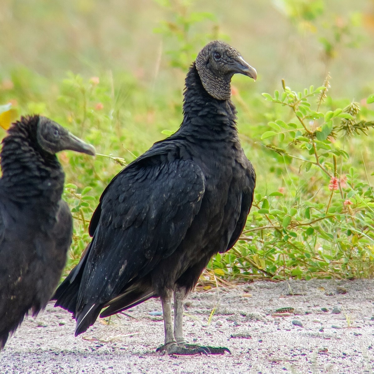 Black Vulture - ML625794327