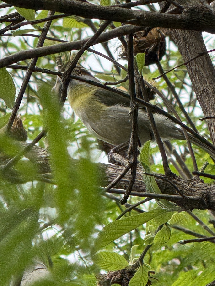 Rufous-browed Peppershrike - ML625794357