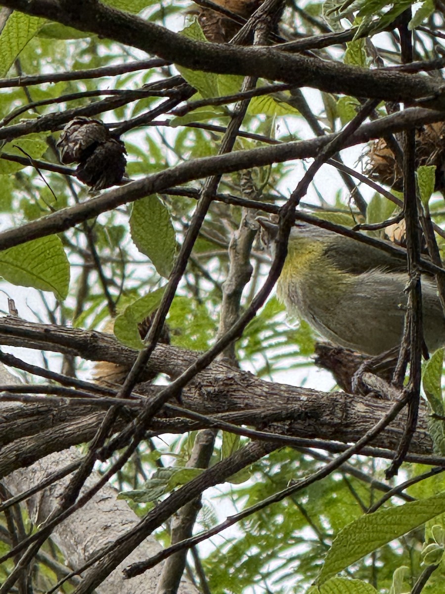 Rufous-browed Peppershrike - ML625794358