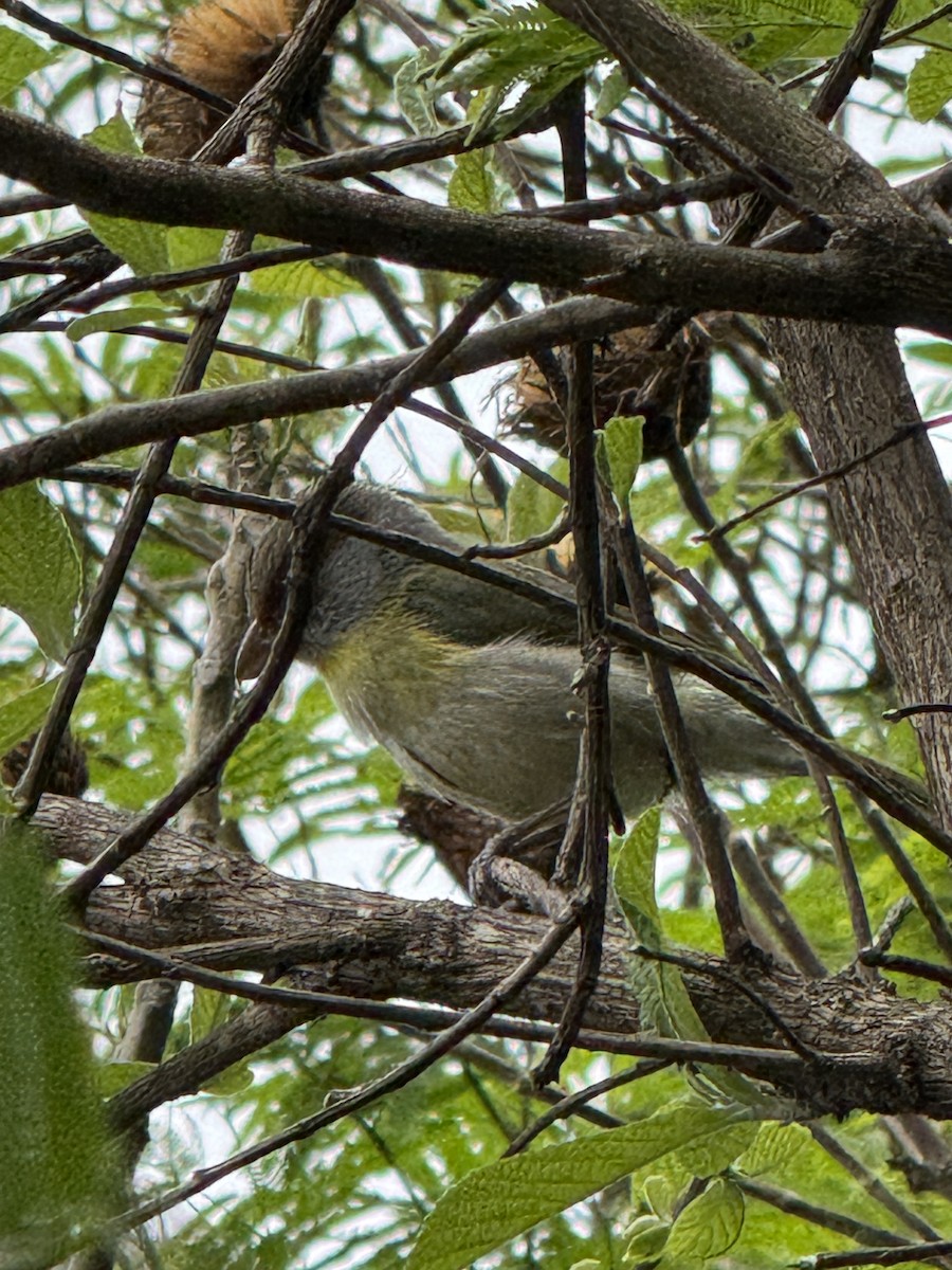 Rufous-browed Peppershrike - ML625794359