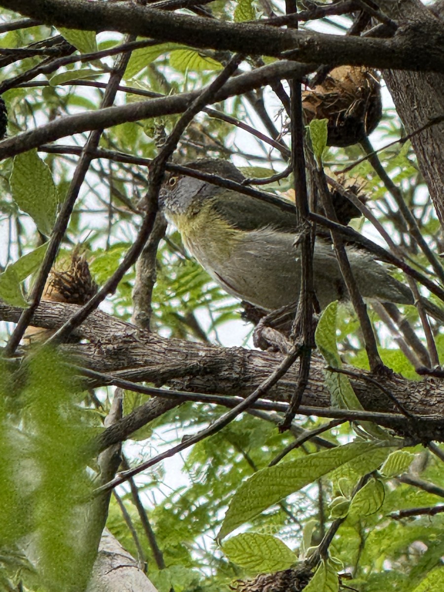 Rufous-browed Peppershrike - ML625794360