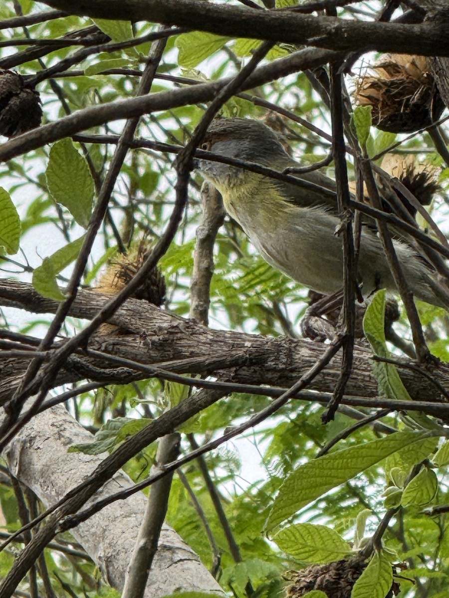 Rufous-browed Peppershrike - ML625794361